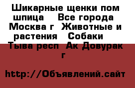 Шикарные щенки пом шпица  - Все города, Москва г. Животные и растения » Собаки   . Тыва респ.,Ак-Довурак г.